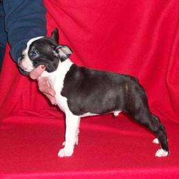 Boston Terrier Puppies from Deja-Vu Bostons