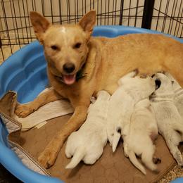 Australian Cattle Dog Puppies from Blue Coyote Ranch