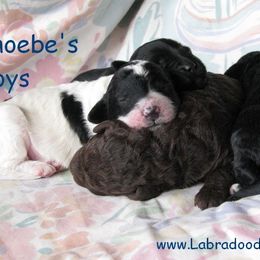 Labradoodle Ranch breeder of Labradoodle