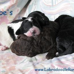 Labradoodle Ranch breeder of Labradoodle