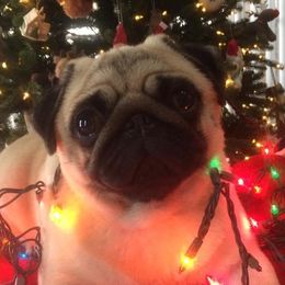 Maizi - Pug