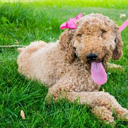 Merida  - Poodle