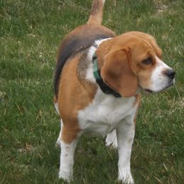 Chloe - Beagle