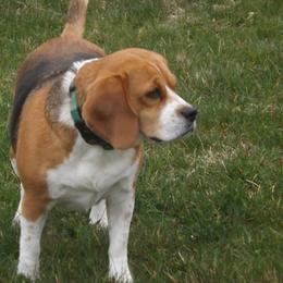 Chloe - Beagle