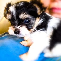 Biewer Terrier Puppies from Imperial BabyDoll Biewers