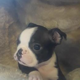 Boston Terrier Puppies from Sunwood Boston Terriers