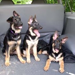 German Shepherd Puppies from Golden Breed German Shepherds