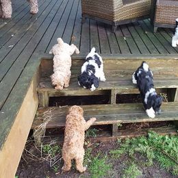 Australian Labradoodle Puppies from Bayside Labradoodles
