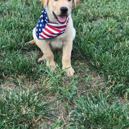 Labrador Retriever Puppies from New Life Labradors