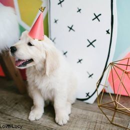 Dewbury Dream Goldens  breeder of Golden Retriever