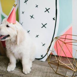 Dewbury Dream Goldens  breeder of Golden Retriever