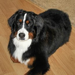Hudson - Bernedoodle