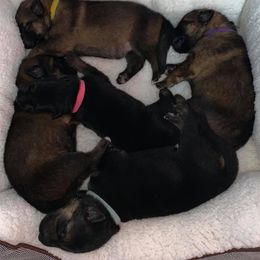 German Shepherd Puppies from Shenandoah German Shepherds