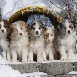 Out West Aussies breeder of Australian Shepherd