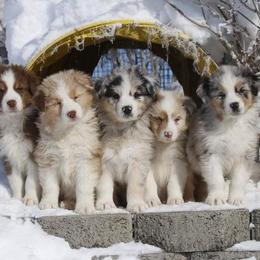 Out West Aussies breeder of Australian Shepherd