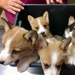Pembroke Welsh Corgi Puppies from Sarah McConnell