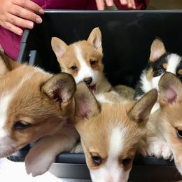 Pembroke Welsh Corgi Puppies from Sarah McConnell