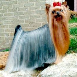 Yorkshire Terrier All Grown Up from Ty Ava Yorkies