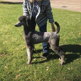 CH Donnchada By Request Suddenly Silver - Poodle