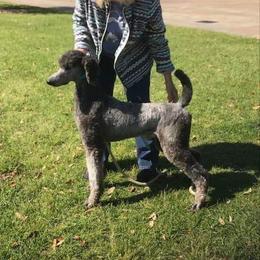 CH Donnchada By Request Suddenly Silver - Poodle