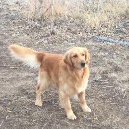Ben - Golden Retriever