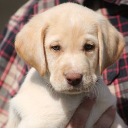 Labrador Retriever Puppies from Triple Creek Kennel
