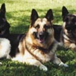 Katy Girl - German Shepherd