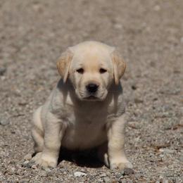 Labrador Retriever Puppies from Trapper Creek Labradors