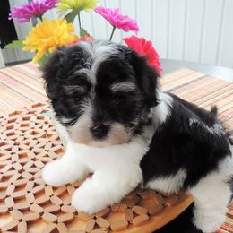 Havanese Puppies from Heartfelt Havanese