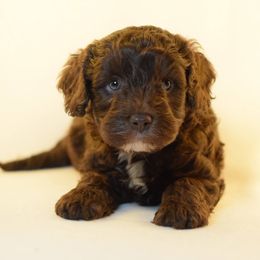 Labradoodle Puppies from Ocean View Labradoodles