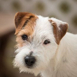 Chip - Jack Russell Terrier
