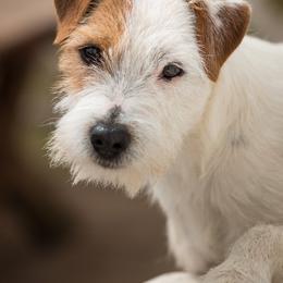 Chip - Jack Russell Terrier