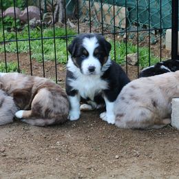 Australian Shepherd Puppies from Eagles Landing Miniature Americans