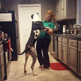 Great Dane Puppies from Dynamic Danes