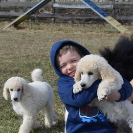 Standard Poodle Puppies from D and D Standard Poodles