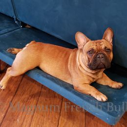 Riddick - French Bulldog