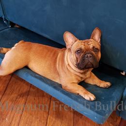 Riddick - French Bulldog