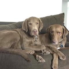 Chesapeake Bay Retriever All Grown Up from Sleepy Hollow Chesapeakes