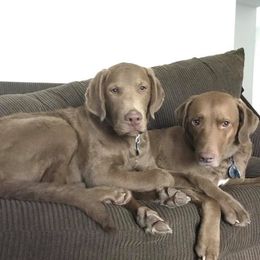 Chesapeake Bay Retriever All Grown Up from Sleepy Hollow Chesapeakes