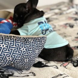 French Bulldog Puppies from Bouledogue Royal