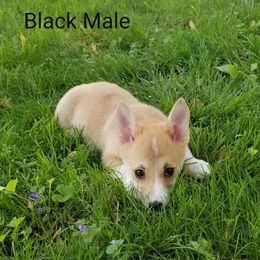 Pembroke Welsh Corgi Puppies from Benischek's P. W. Corgi's