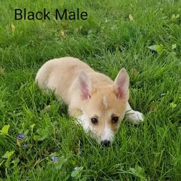 Pembroke Welsh Corgi Puppies from Benischek's P. W. Corgi's