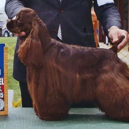 Diva - Cocker Spaniel