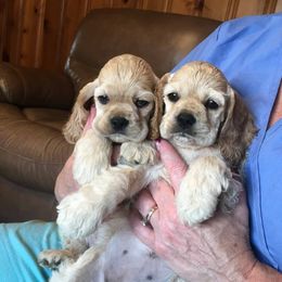 Cocker Spaniel Puppies from Ashwood Cockers