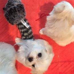Maltese Puppies from Jacobmaltese