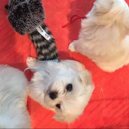 Maltese Puppies from Jacobmaltese