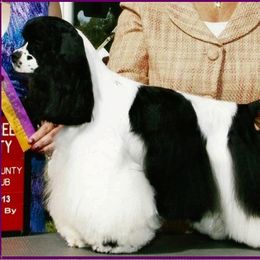 Nikki - Cocker Spaniel