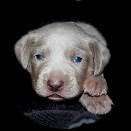 Weimaraner Puppies from Boonieland Kennels