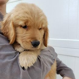 Bernese Mountain Dog and Golden Retriever Puppies from Bertke AKC Golden Retrievers and Bernese Mountain Dogs