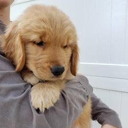 Bernese Mountain Dog and Golden Retriever Puppies from Bertke AKC Golden Retrievers and Bernese Mountain Dogs
